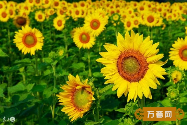 只傳播一個理念分享自強不息人生品質