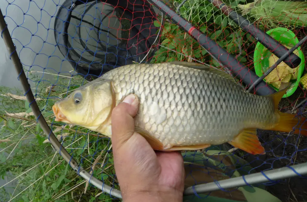 今天就給大家分享一下盛夏的垂釣技巧和垂釣思路，希望對大家有用